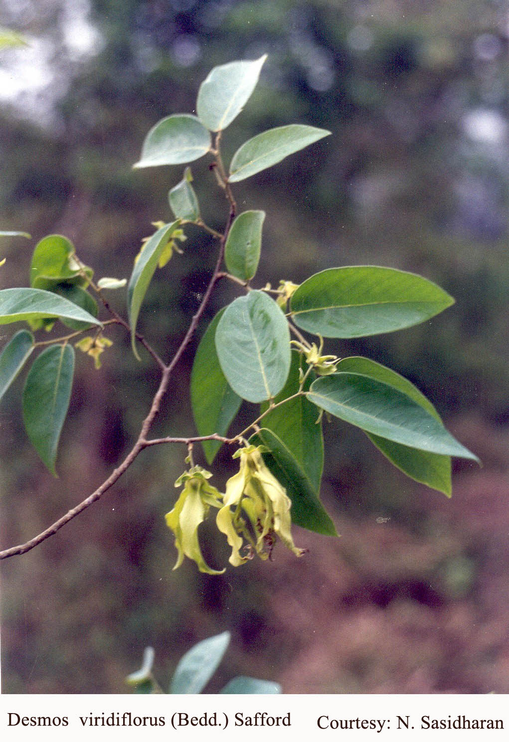 Desmos  viridiflorus (Bedd.) Safford